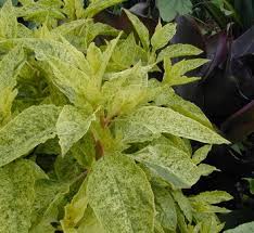 Attēlu rezultāti vaicājumam “Phytolacca acinosa leaf”