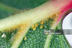 Attēlu rezultāti vaicājumam “Panonychus”