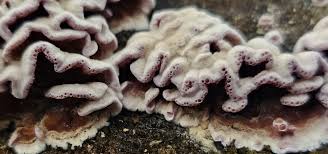 Attēlu rezultāti vaicājumam “Chondrostereum purpureum”