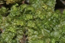 Attēlu rezultāti vaicājumam “Barbilophozia lycopodioides”