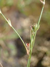 Attēlu rezultāti vaicājumam “Juncus bufonius fruit”