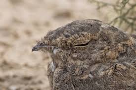 Image result for Caprimulgus aegyptius