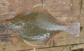 Image result for Myzopsetta ferruginea