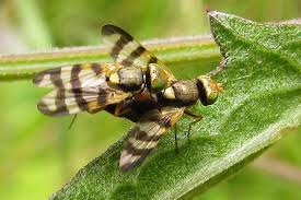 Attēlu rezultāti vaicājumam “Urophora jaceana”