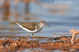 Attēlu rezultāti vaicājumam “Actitis hypoleucos”