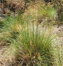 Attēlu rezultāti vaicājumam “Pistillaria sp.”