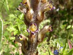 Attēlu rezultāti vaicājumam “Orobanche coerulescens”