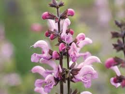 Image result for Salvia pratensis
