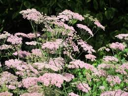 Image result for Pimpinella major