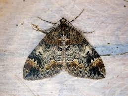 Attēlu rezultāti vaicājumam “Dysstroma truncata”