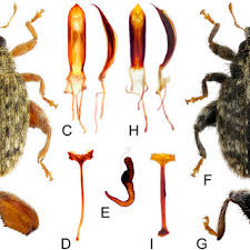 Attēlu rezultāti vaicājumam “Hylastes sp.”