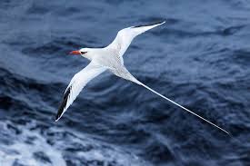 Image result for Phaethon aethereus