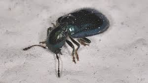 Attēlu rezultāti vaicājumam “Korynetes caeruleus”