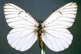 Attēlu rezultāti vaicājumam “Aporia crataegi female”