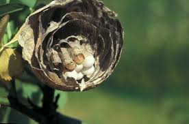 Attēlu rezultāti vaicājumam “Dolichovespula media”