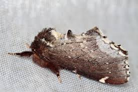 Attēlu rezultāti vaicājumam “Odontosia carmelita”