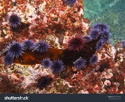 Image result for Mesocentrotus franciscanus