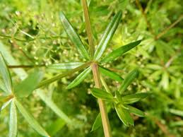 Attēlu rezultāti vaicājumam “Galium album fruit”