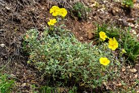 Attēlu rezultāti vaicājumam “Helianthemum nummularium flower”