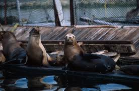 Image result for Zalophus californianus