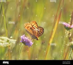 Attēlu rezultāti vaicājumam “Argynnis laodice female”