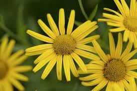 Image result for Buphthalmum salicifolium