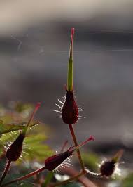 Attēlu rezultāti vaicājumam “Geranium robertianum fruit”