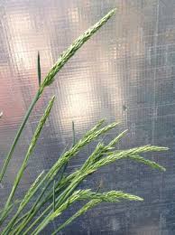 Attēlu rezultāti vaicājumam “Koeleria glauca leaf”