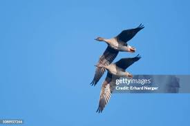 Image result for Anser fabalis