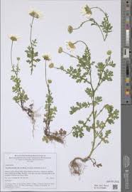 Attēlu rezultāti vaicājumam “Heracleum sosnowskyi leaf”