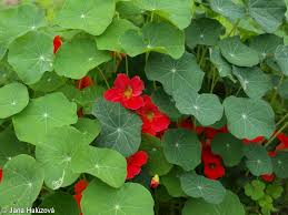 Image result for Tropaeolum majus