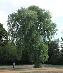 Attēlu rezultāti vaicājumam “Salix x sepulcralis”