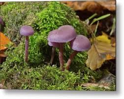 Attēlu rezultāti vaicājumam “Laccaria amethystina”