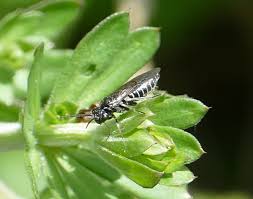 Attēlu rezultāti vaicājumam “Tenthredinidae”