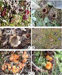 Attēlu rezultāti vaicājumam “Geopora arenicola”