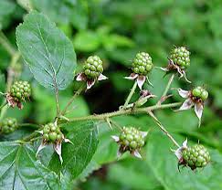 Attēlu rezultāti vaicājumam “Rubus nessensis”