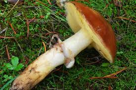 Attēlu rezultāti vaicājumam “Suillus luteus”