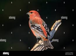 Attēlu rezultāti vaicājumam “Pinicola enucleator adult”