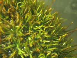 Attēlu rezultāti vaicājumam “Weissia brachycarpa”