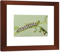 Attēlu rezultāti vaicājumam “Shargacucullia scrophulariae larva”