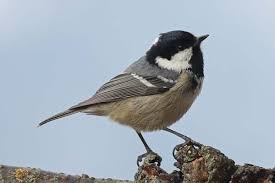 Attēlu rezultāti vaicājumam “Periparus ater”