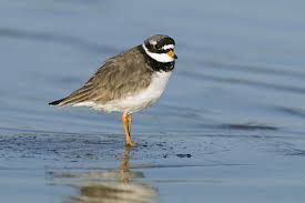 Attēlu rezultāti vaicājumam “Charadrius hiaticula”