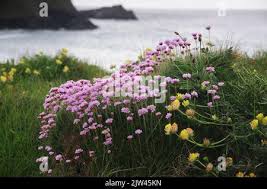 Attēlu rezultāti vaicājumam “Anthyllis maritima”