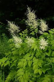 Image result for Aruncus dioicus