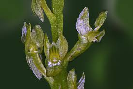 Attēlu rezultāti vaicājumam “Hammarbya paludosa flower”