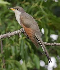 Image result for Coccyzus americanus