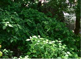 Attēlu rezultāti vaicājumam “Hydrangea arborescens subsp. discolor”