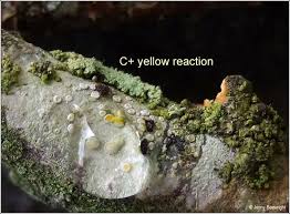 Attēlu rezultāti vaicājumam “Lecanora carpinea”