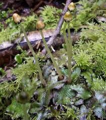 Attēlu rezultāti vaicājumam “Conocephalum salebrosum”