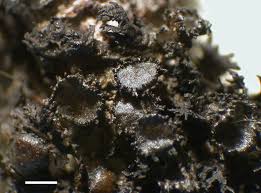 Attēlu rezultāti vaicājumam “Cribraria martinii macro”